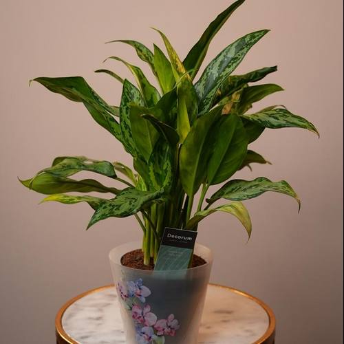 Aglaonema