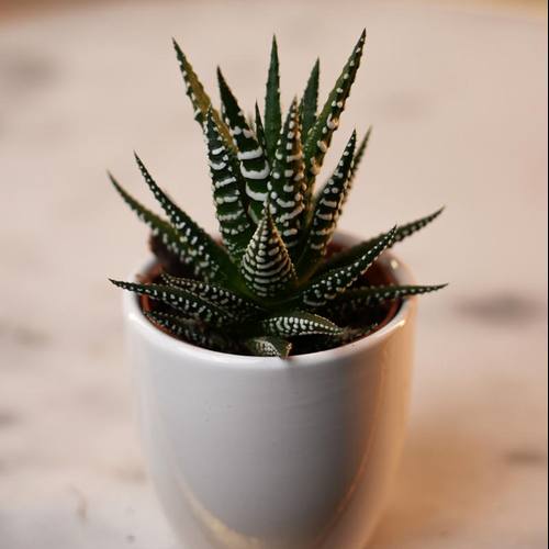 Haworthia  