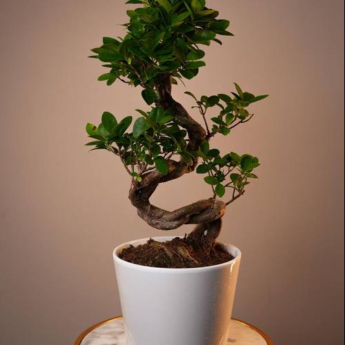 Ficus