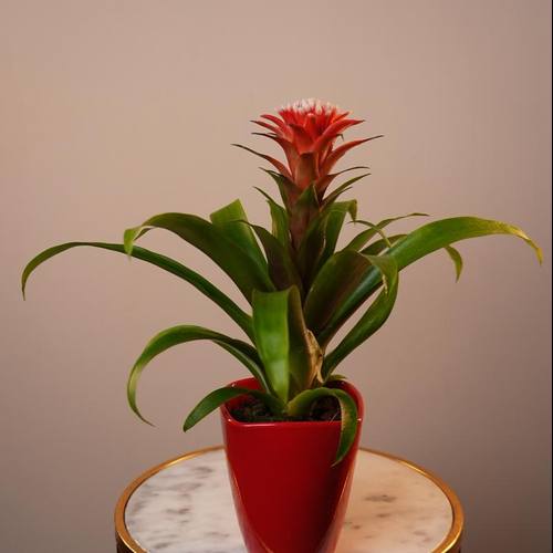 Guzmania